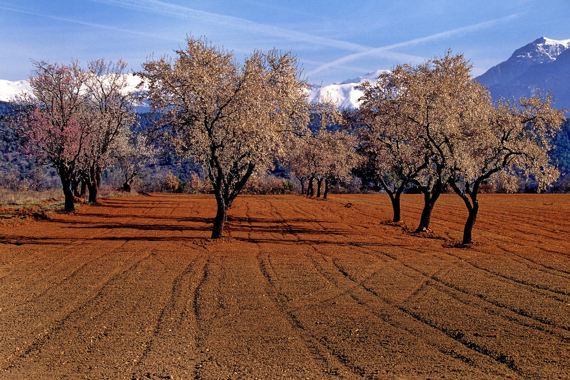 almendros