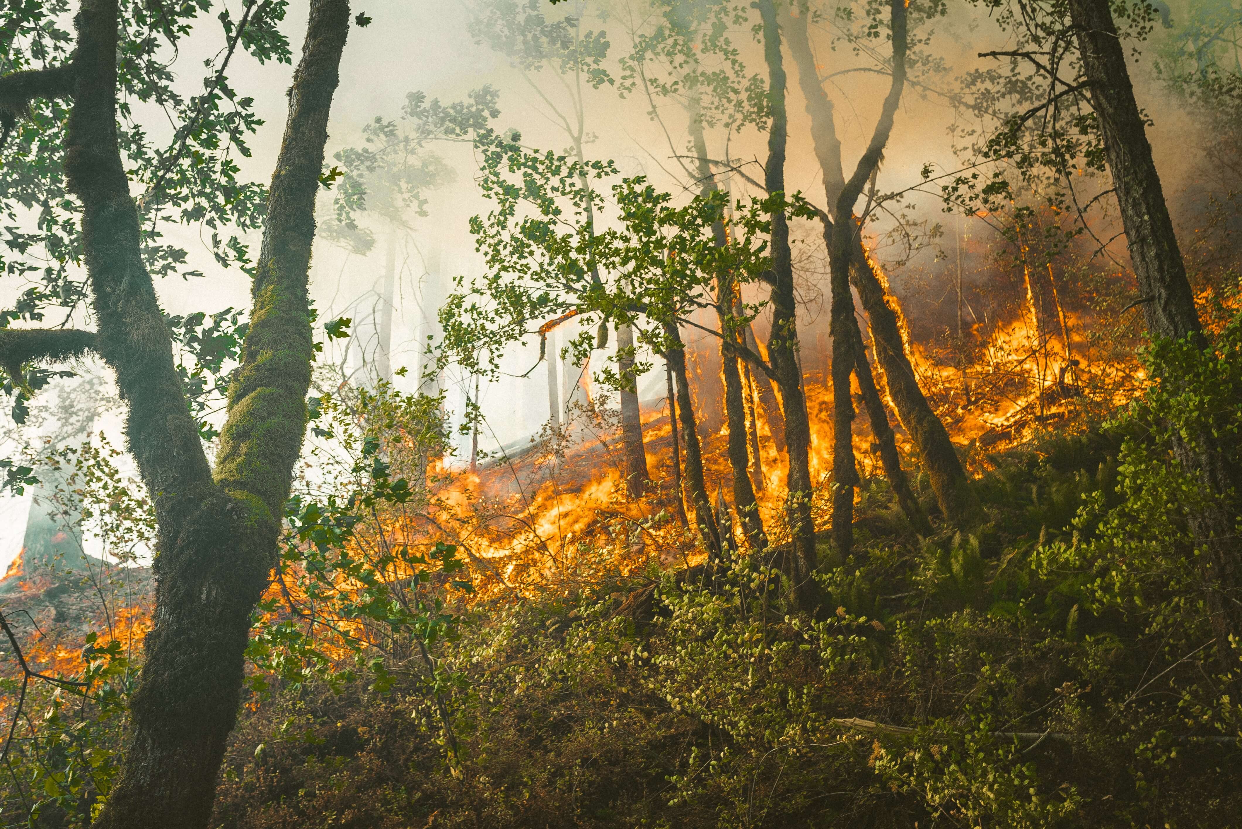 Foto incendios