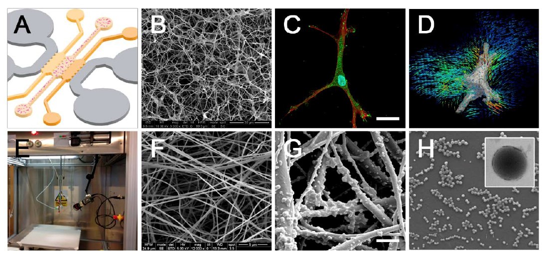 foto_cellbioprint